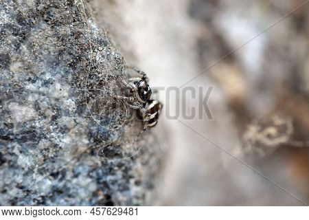 Zebra Jumping Spider, Salticus Scenicus