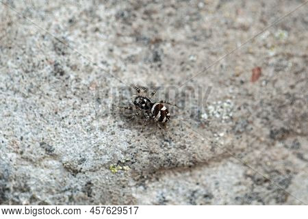 Zebra Jumping Spider, Salticus Scenicus