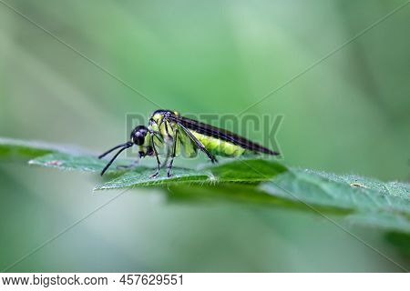 The Sawfly Species Tenthredo Mesomela
