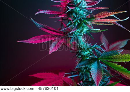 Leaves Of A Cannabis Plant Close Up. Colored Pink Leaf Of Medical Marijuana On A Dark Background. Mo