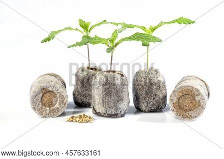 Several Jiffys To Germinate Cannabis Seeds With Some Plant Already Born As An Example Isolated On Wh