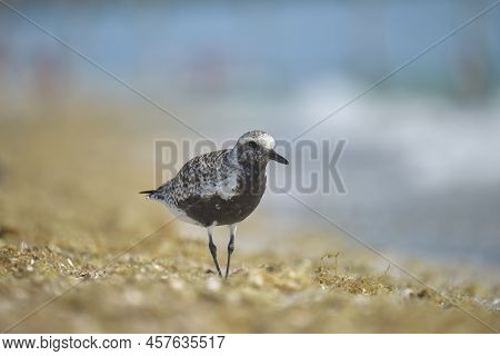 Black-bellied Plover Wild Sea Birdlooking For Food On Seaside In Summer