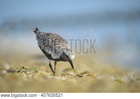Black-bellied Plover Wild Sea Birdlooking For Food On Seaside In Summer
