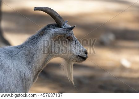 The American Pygmy Goat Is An American Breed Of Achondroplastic Goat.