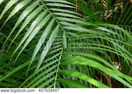 Calamus Palm Leaves In Nature. Tropical Calamus Palm Green Leaves Textures.