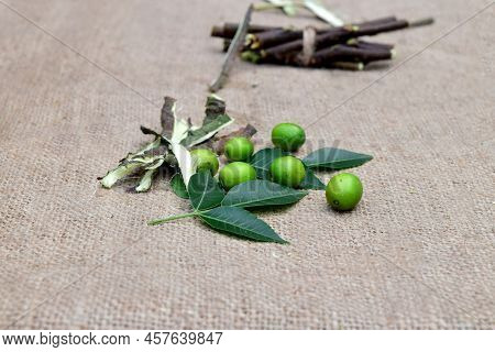Neem Leaves, Branches,  Fruits On Jute Fabric Background. Margosa Leaf, Stems, Seeds For Ayurveda Me