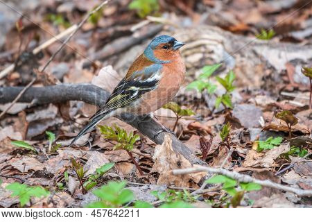 The Common Chaffinch, Fringilla Coelebs, Sits On The Ground In Spring. Beautiful Forest Bird Common 