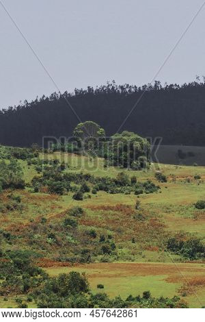 Lush Green Pine Forest And Rolling Meadows From 6th Mile View Point Near Ooty Hill Station, Located 