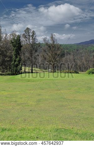 Lush Green Pine Forest And Rolling Meadows Of Ooty Golf Course, On The Foothills Of Nilgiri Mountain