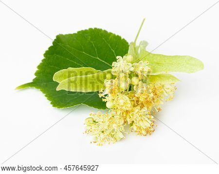 Isolated Beautiful Fresh Linden Flower On White Background
