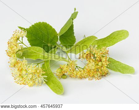 .fresh Flowers And Leaves Of Linden Isolated On White Background