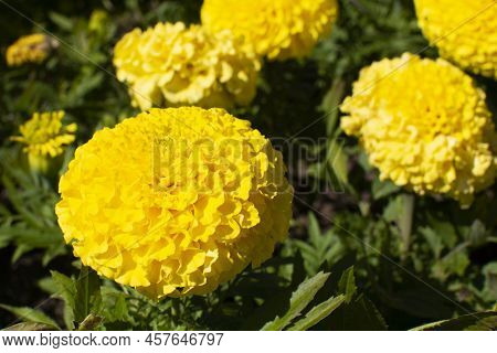 Marigolds Shades Of Yellow , Floral Background . Tagetes Erecta, Mexican Marigold, Aztec Marigold, A