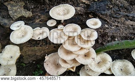 Beautiful Wild White Lentinus Tigrinus Mushroom Grows On The Rotten Log In The Rainy Season. Suitabl