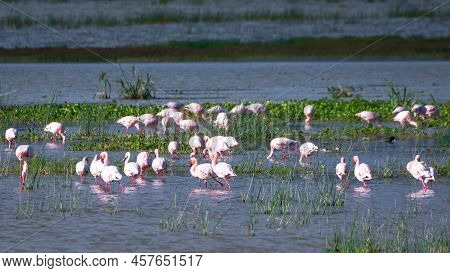Group Of Flamingos At Lake Magadi In The Ngorongoro Crater Conservation Area. Safari Concept. Tanzan
