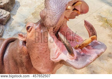 Common Hippopotamus (hippopotamus Amphibius) In The Zoo Close Up