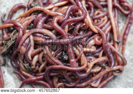 Breeding Red Worms Dendrobena. Fertile Soil. Natural Soil Improvement. Fishing Worms