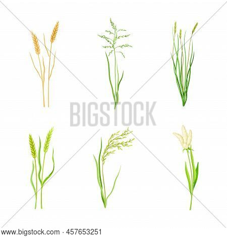 Set Of Cereal Plants. Wheat, Proso, Millet, Sorghum Spikelets Of Organic Crops Vector Illustration