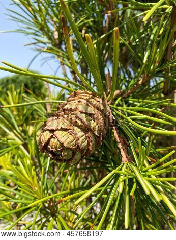 Rare Endangered Plant - Sciadopitys Verticillata - Umbrella Pine With Cone.