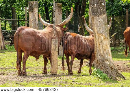 Watussi Bull. Ox Of Watussi. Beautiful Watussi Cattle From East Africa On The Pasture