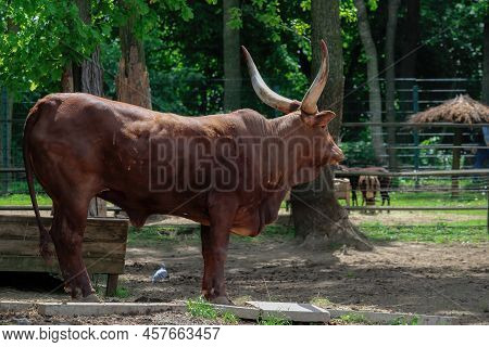 Watussi Bull. Ox Of Watussi. Beautiful Watussi Cattle From East Africa On The Pasture