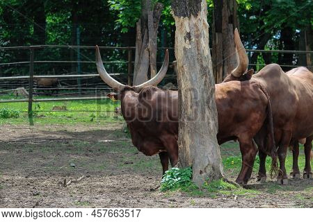 Watussi Bull. Ox Of Watussi. Beautiful Watussi Cattle From East Africa On The Pasture