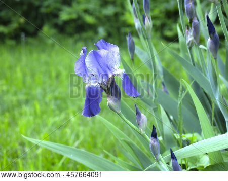 Blue Irises (iridaceae) Bloom In July In The Garden