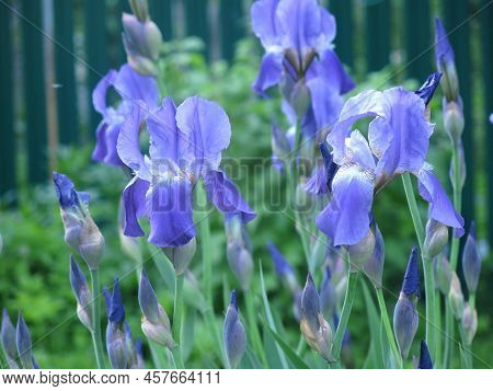 Blue Irises (iridaceae) Bloom In July In The Garden