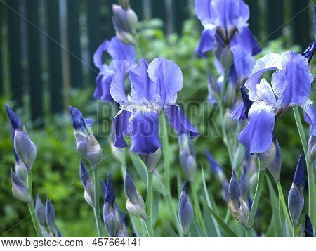 Blue Irises (iridaceae) Bloom In July In The Garden