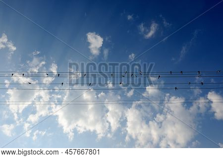 Flock Of Swallows On Power Lines Against Blue Sky