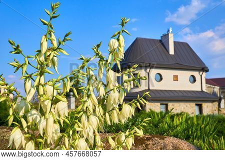 Delicate Yellow Flower Yucca Glauca Of The Lily Family And A Small Cozy House