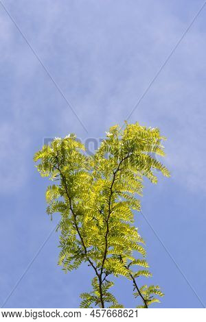 Thornless Honey Locust Branches Against Blue Sky