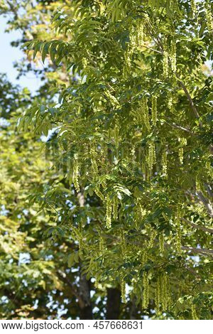 Caucasian Wingnut Tree With Seeds In The Spring