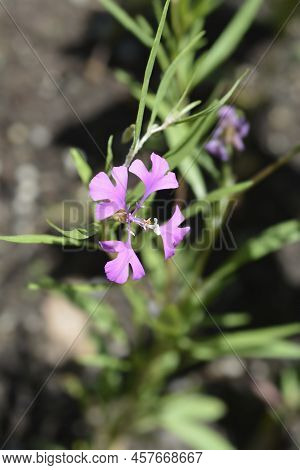 Pinkfairies Flower In The Garden In Spring