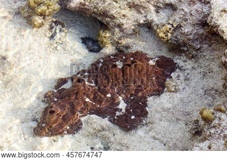 View Of A Red Seasponge In New Caledonia