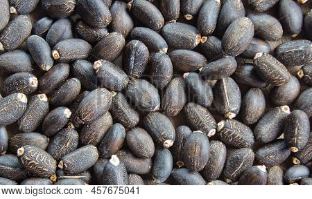 Jatropha Is A Plant That Provides Seed Oil And Is Currently Extracted From Jatropha Oil To Replace R