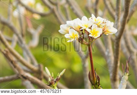 Champa Flower A Blossoming In The Garden