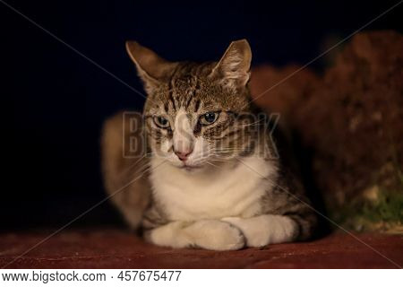 Portrait Of A Cat That Feels Comfortable, A Domestic Cat At Night.