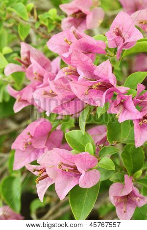 Pink Bougainvillaea Is Blooming