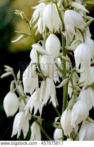 Blooming Yucca Bush. Yucca Bushes In Bloom. Gardening Theme.