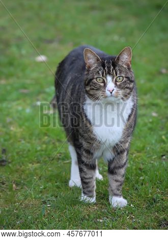 Portrait Of A Cat That Feels Comfortable, A Domestic Cat.
