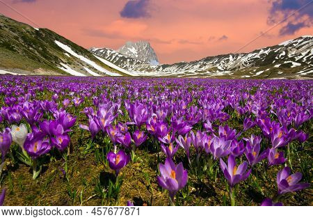 View Of Gran Sasso Massif During Summer Sunset And Wild Crocus Vernus In The Background Abruzzo Ital