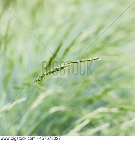 Background From Decorative Grass Blue Fescue. Spikelets Of Festuca Glauca