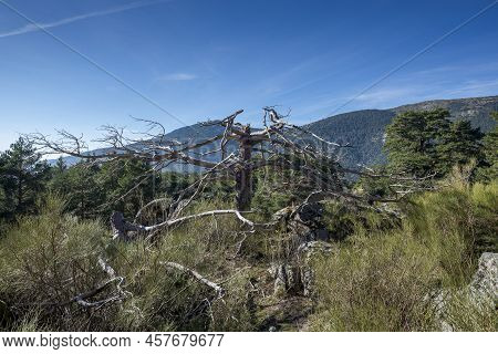 Remains Of A Dead Scots Pine Tree. Photo Taken In Fuenfria Valley, Municipality Of Cercedilla, Provi