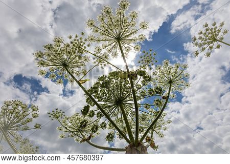 The Hogweed A Huge Plant With Large White Parasol-like Flowers, A Dangerous Plant For Humans That Ca