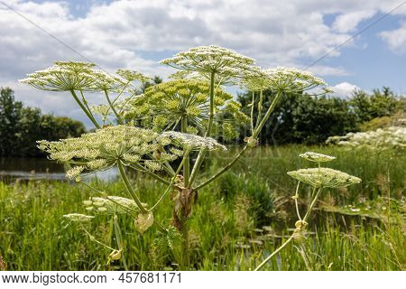 The Hogweed A Huge Plant With Large White Parasol-like Flowers, A Dangerous Plant For Humans That Ca