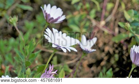 Closeup Of Beautiful White Flowers Of Dimorphotheca Pluvialis Also Known As Cape Rain Daisy, Marigol