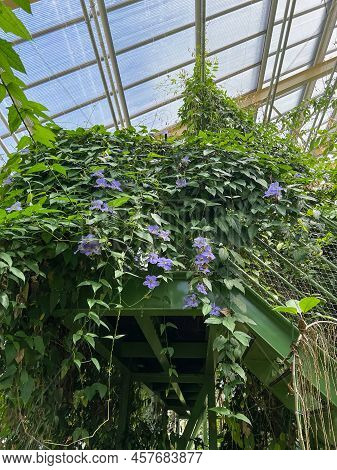 Beautiful Blooming Morning Glory Plants In Greenhouse On Sunny Day