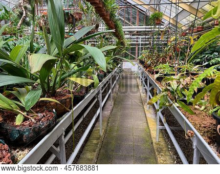 Many Beautiful Potted Plants Growing In Greenhouse