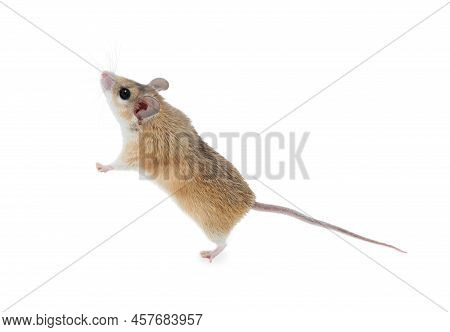 Small Cute Spiny Mouse On White Background