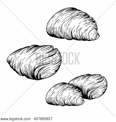 Traditional Italian Sweets Sfogliatelle Set. Hand Drawn Sketch Style. Puff Pastry With Cream Inside.